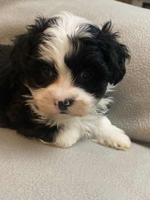 Hawańczyk sliczny piesek