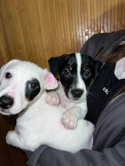 Чудесні малята Джек рассел