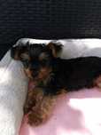 York Terrier piesek