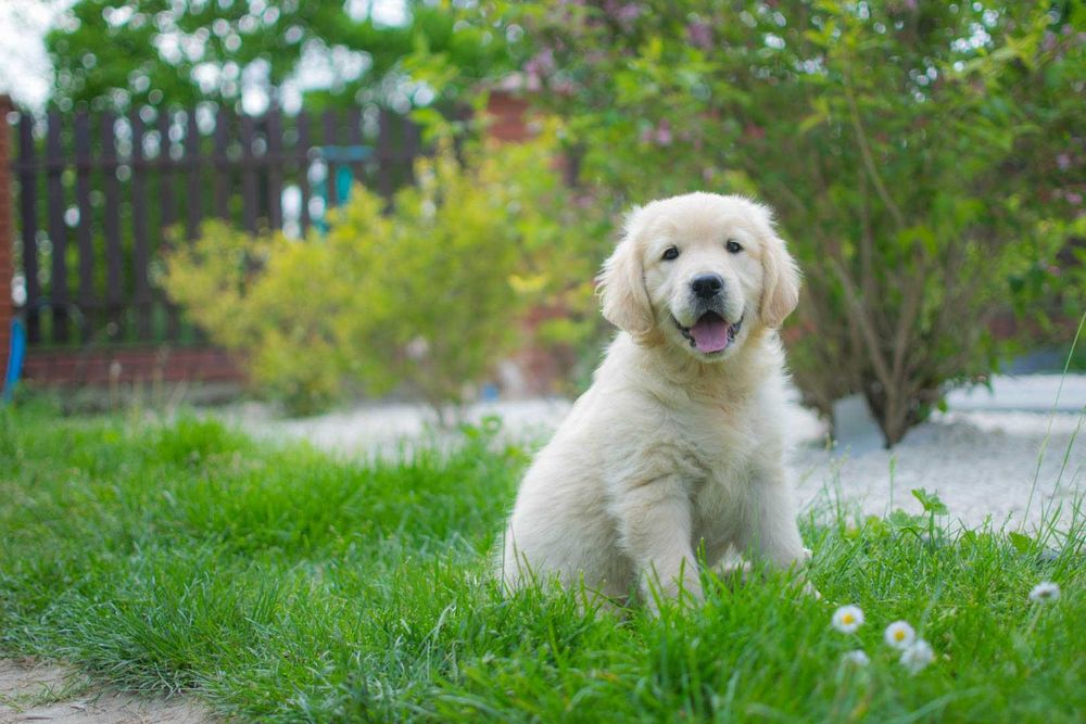 Suczka Golden Retriever, ZKwP (FCI)