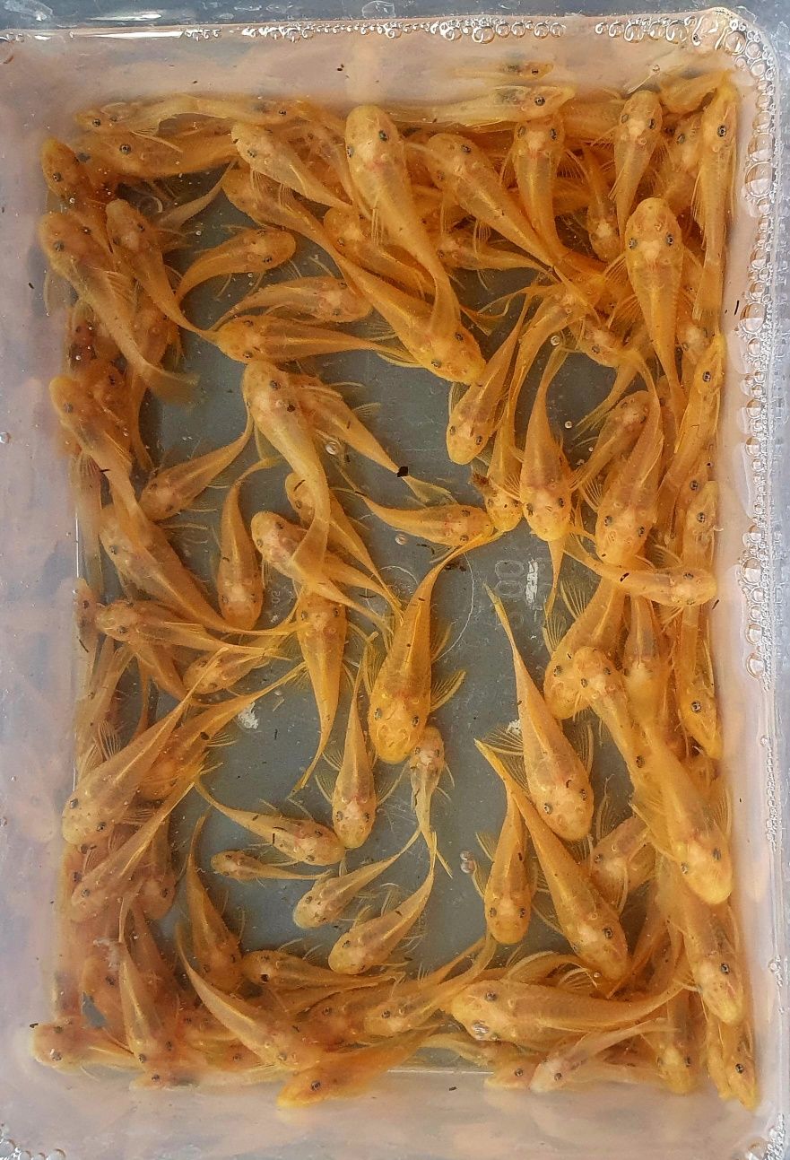 Ancistrus L144 Lemon Zbrojnik Glonojad Wysyłka