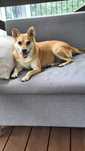 Sara w typie Corgi do adopcji