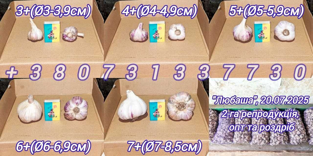 Часник "Любаша", 2га репродукція, опт і роздріб
