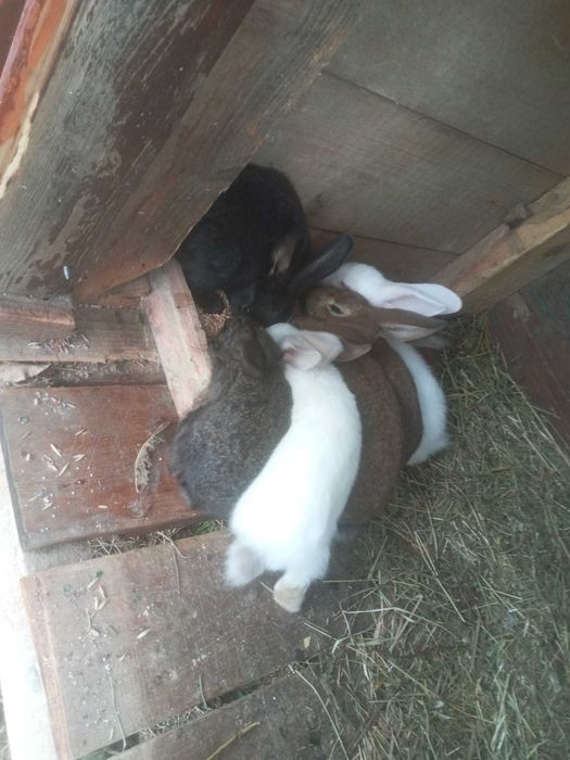 Кролики продаю Сільське господарство