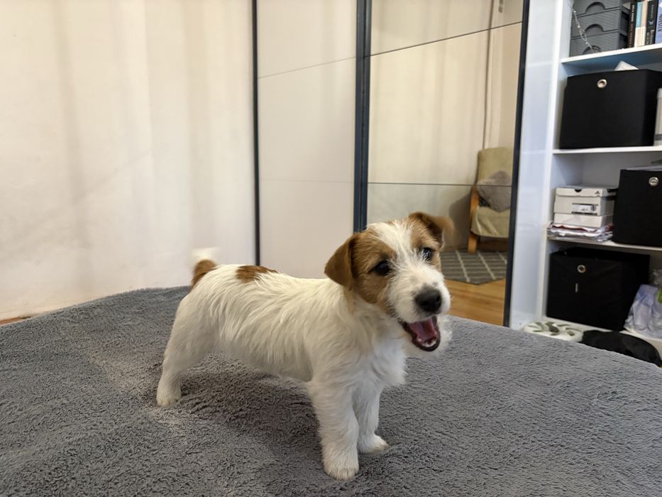Suczka Jack Russell Terrier