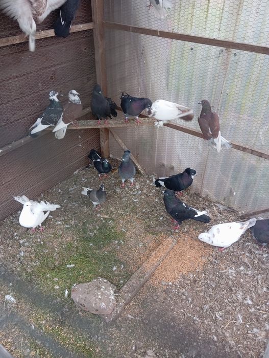 Gołębie mieszane itd