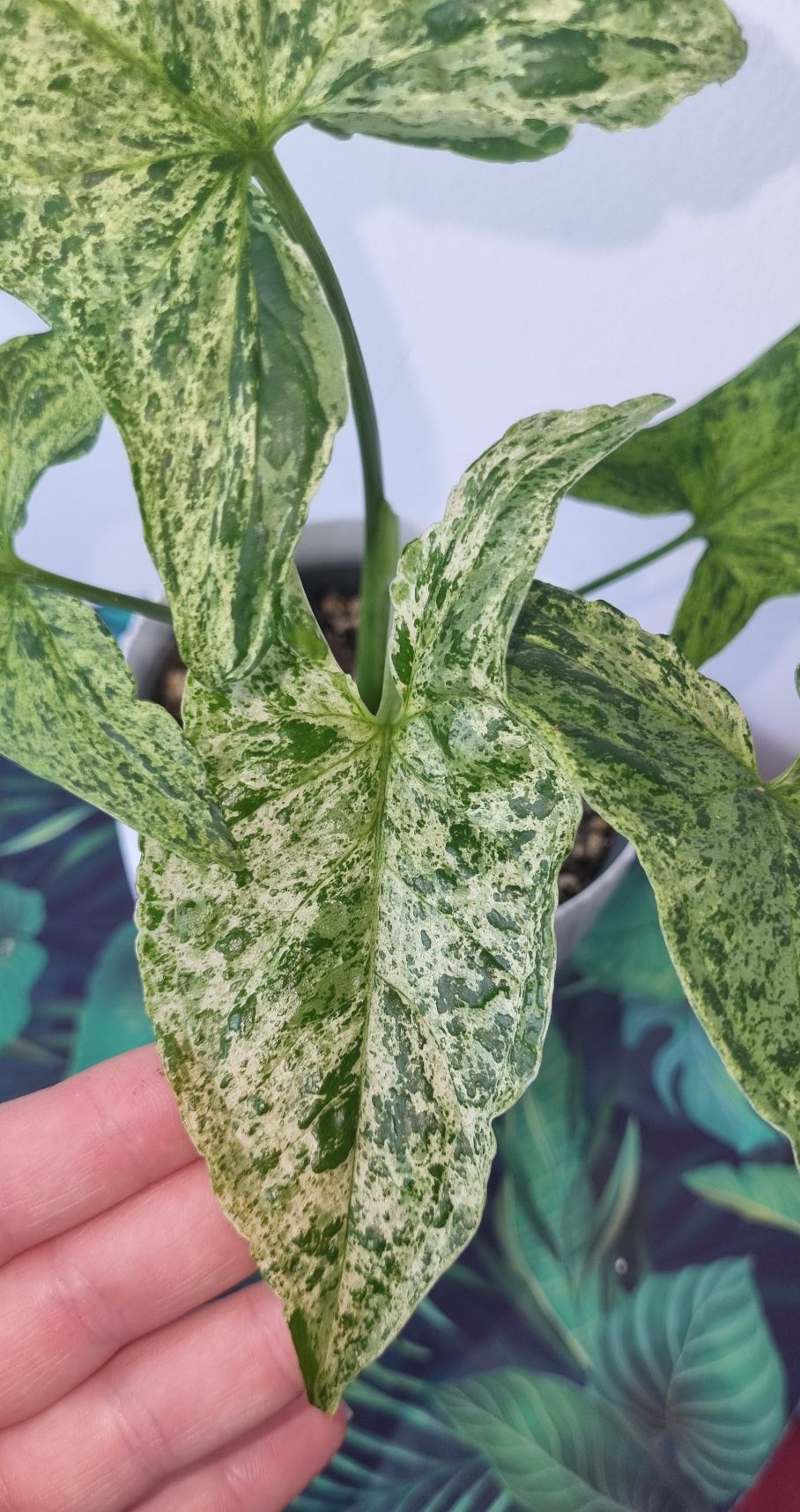 Syngonium mojito