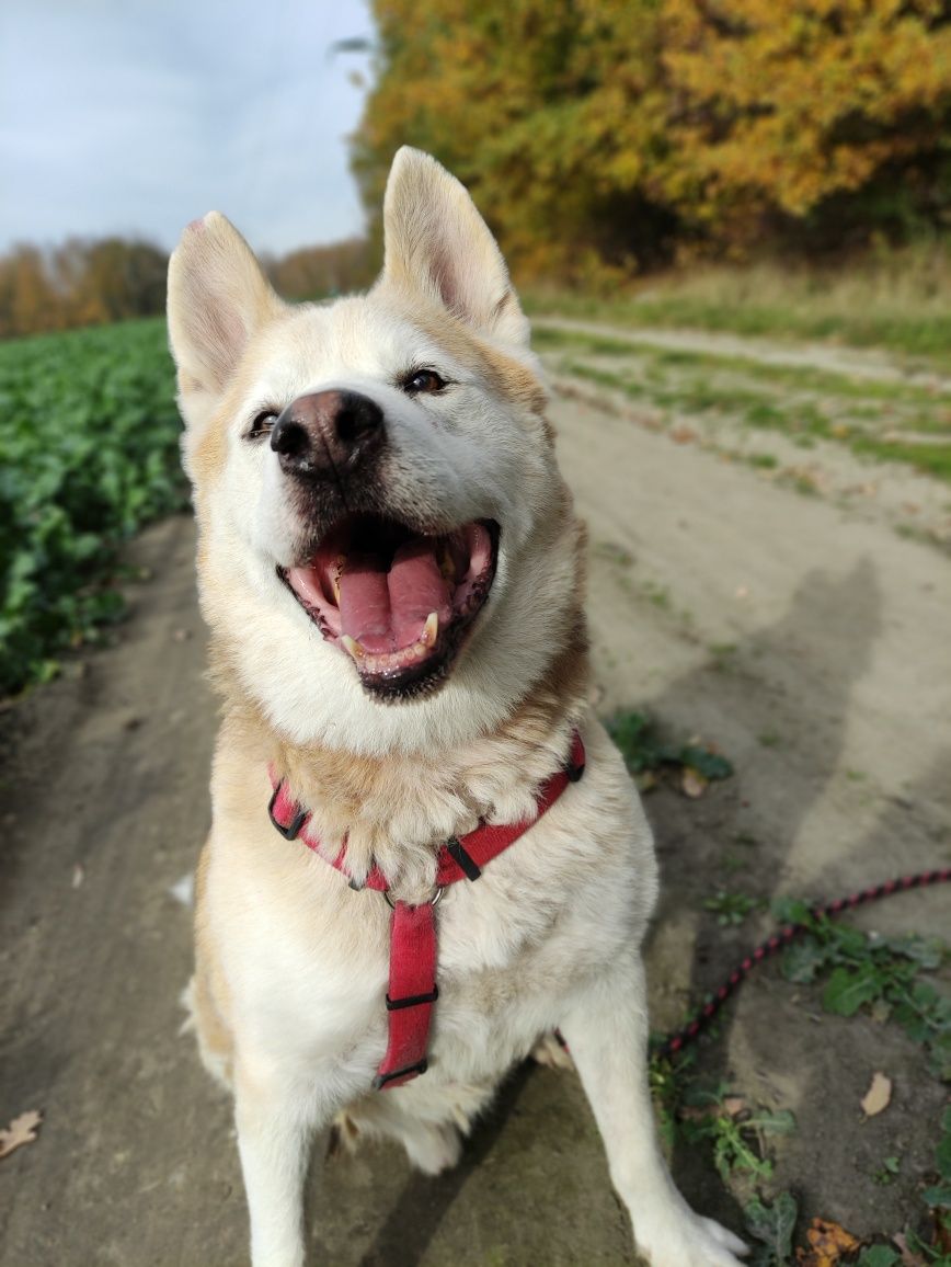 Bruno - do adopcji