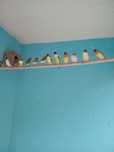 Vendo diamantes gould criados ao ar livre