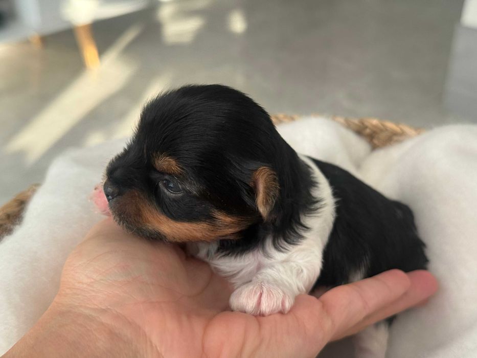 Yorkshire terrier Biewer , York , metryka ZKwP FCI , mały piesek Hugo
