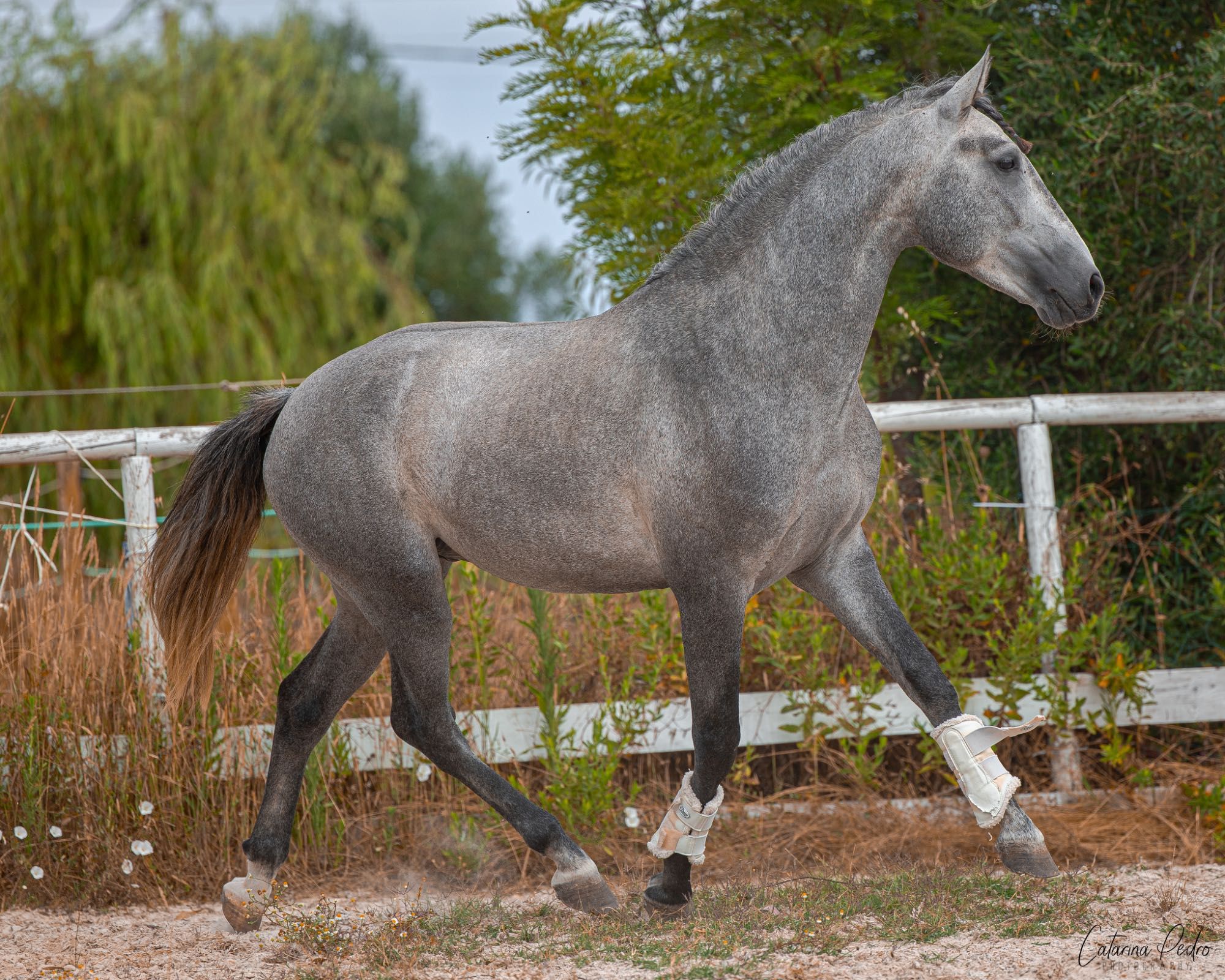 Poldro Puso Sangue Lusitano (3 anos)