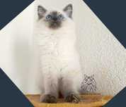 Ragdoll kocurek FPL badania genetyczne