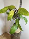 Філодендрон Philodendron Painted Lady