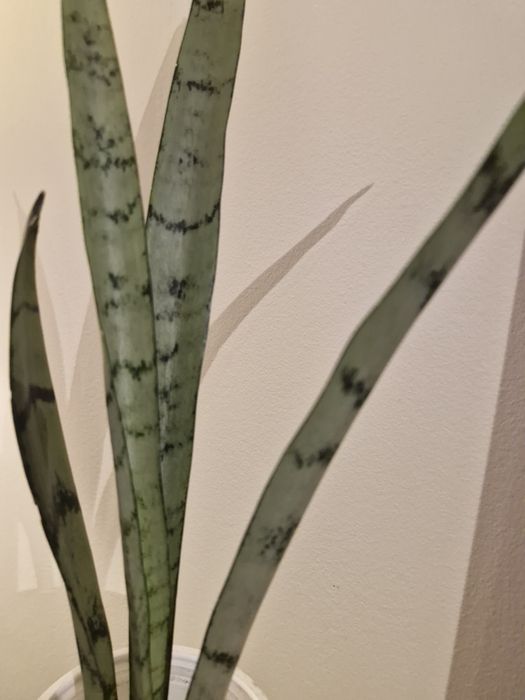Sansevieria#Silver Princess#Nadwyzka#Sprzedam#