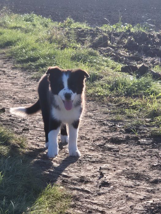Piesek Border Collie ZKwP/FCI