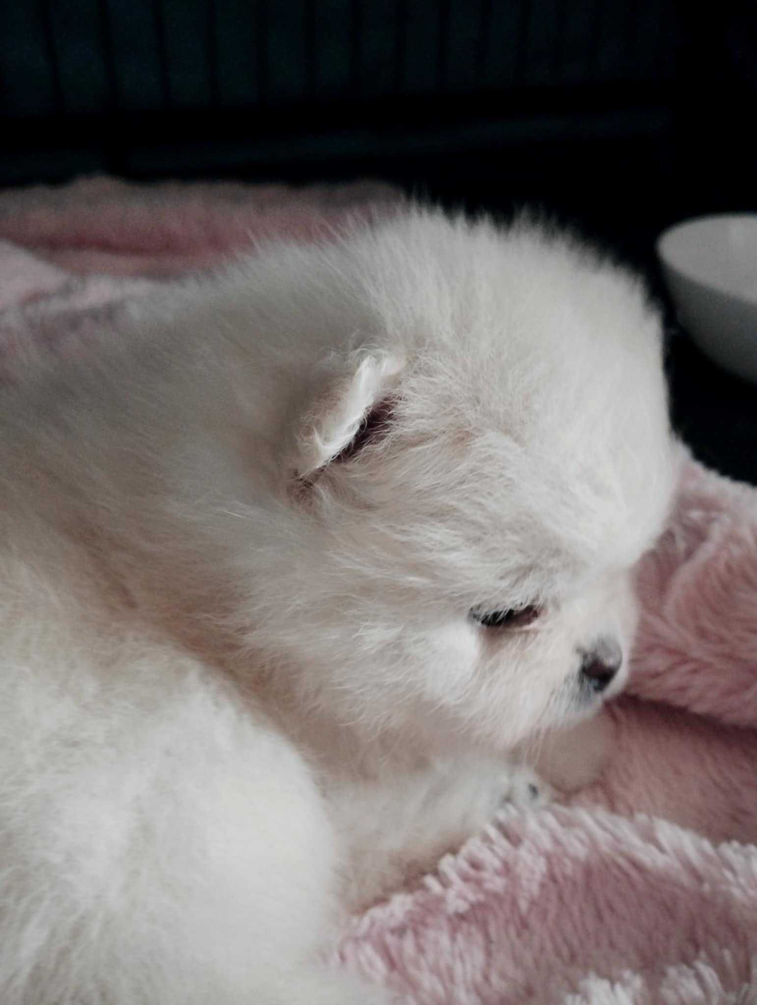 Szpic miniaturowy pomeranian linia Koreańska ZKwP FCI suczka miś