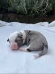 Welsh Corgi Cardigan - sunia Blue Merle