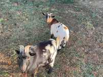 Casal de cabritas anãs (cabra prenha)