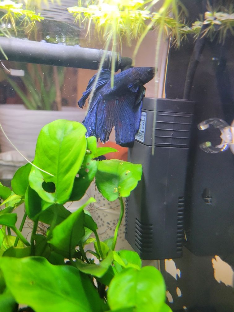 Akwarium 11l bojownik z flower Fish akcesoria