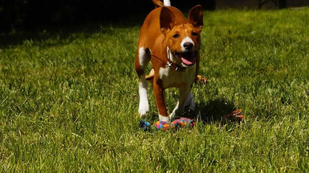 Basenji, rudo biala Sawa, do odbioru zkwp FCI