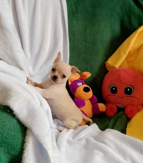Chihuahua chłopiec