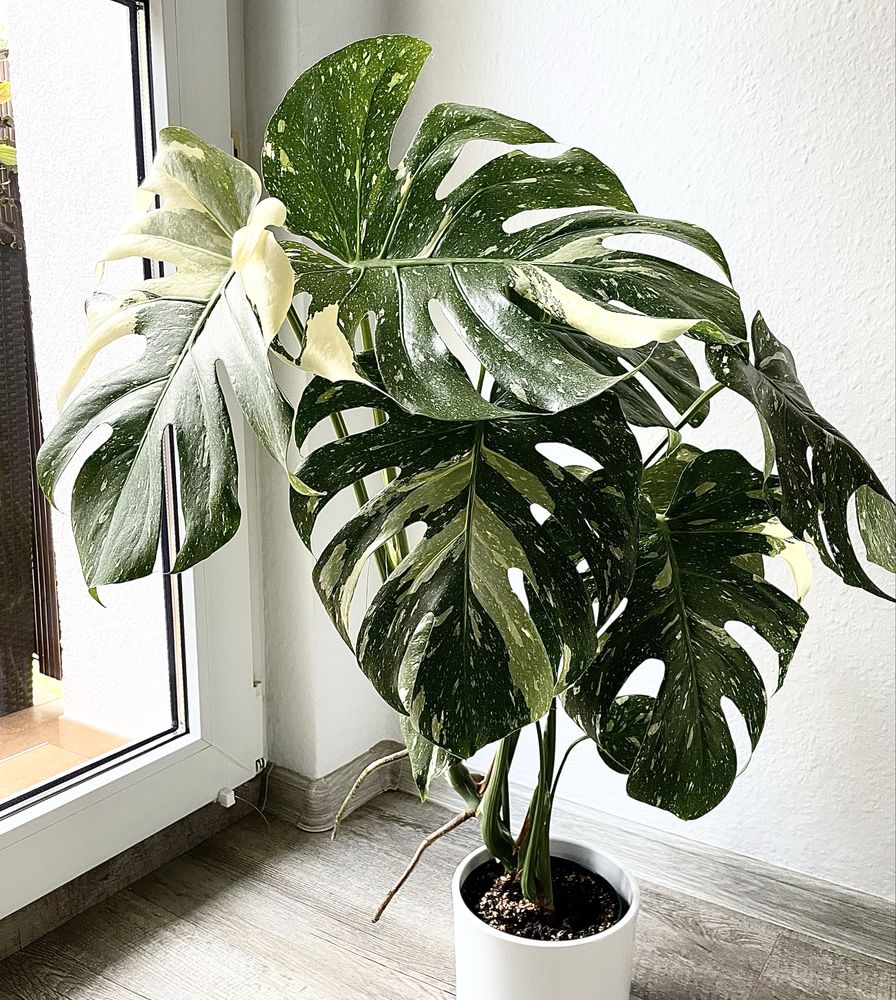 Monstera  Thai Constellation ( 1 )