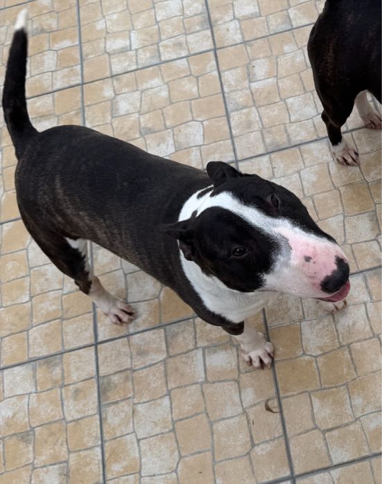 Minibullterrier com LOP