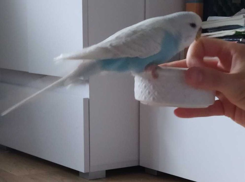 Sprzedam 2  papużki faliste z klatką