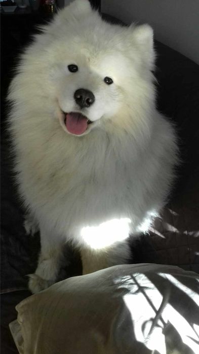 Samoyed z uprawnieniami ZHPR UCI