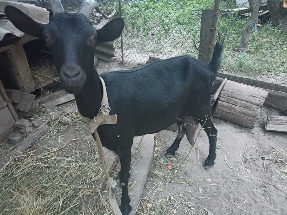 Продається молода коза