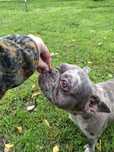 Buldog francuski BLUE