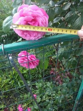 Троянда сортова плетиста Саджанці плетистой сортовой розы