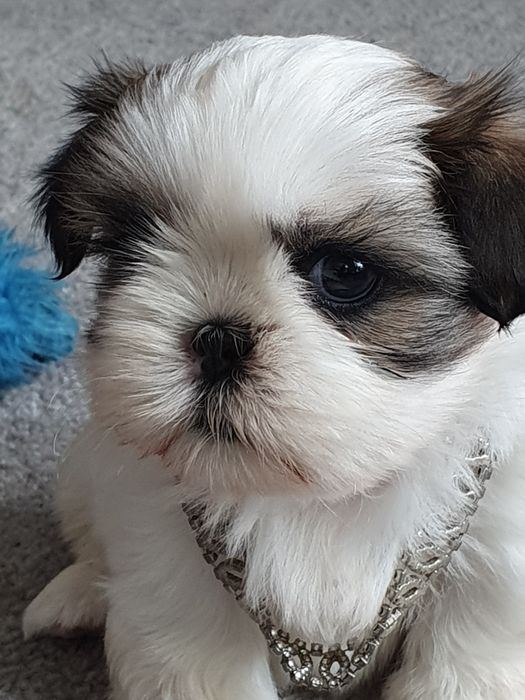 Shih tzu ,/Cudowne malce