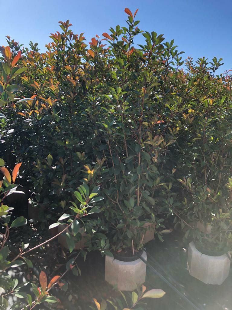 photinias, fotinias para sebes vermelha-