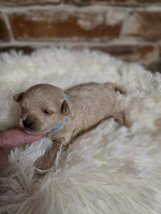 Maltipoo f1 piesek do  rezerwacji !!