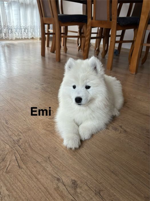 Suczka Emi Samoyed