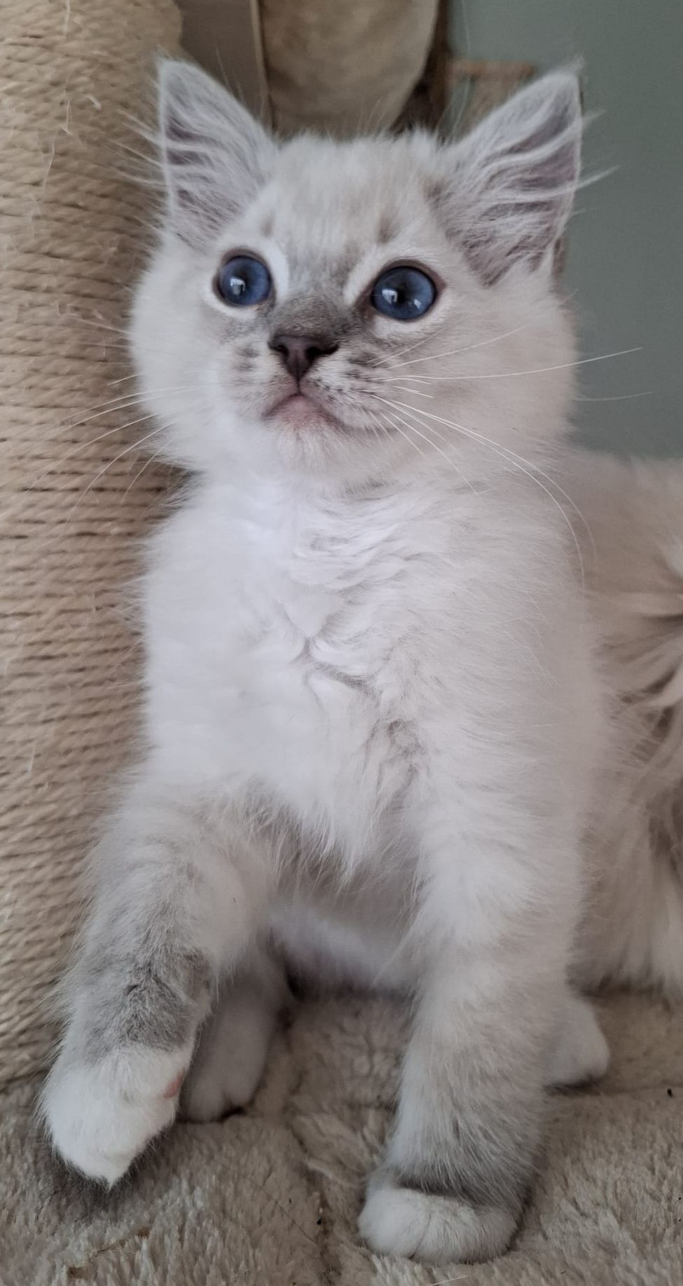 Ragdoll chłopiec piękne umaszczenie prążkowany blue mitted lynx