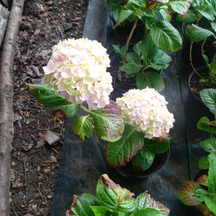 Гортензия крупнолистная в наличии