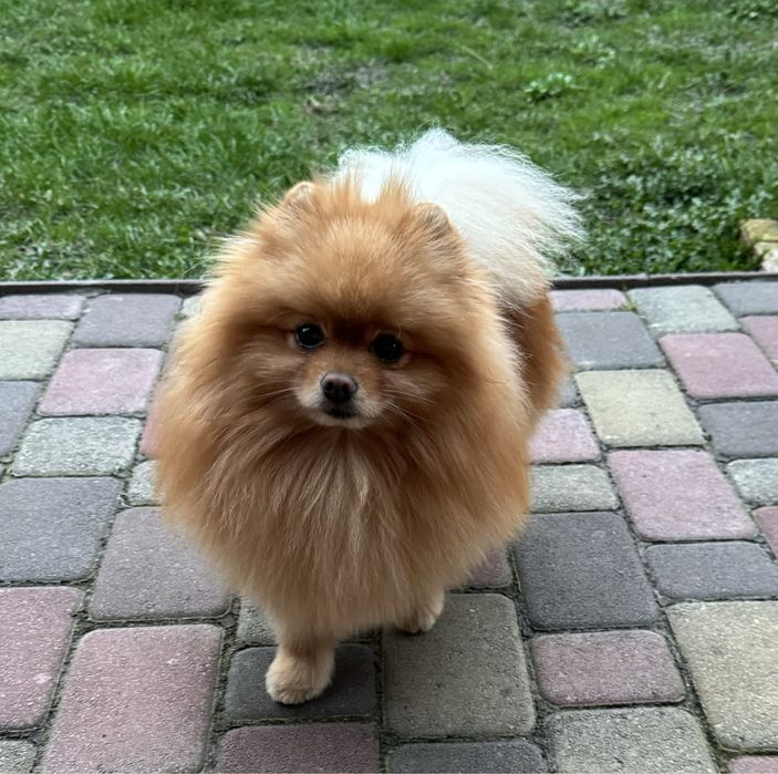 Красивый Шпиц для вязки.