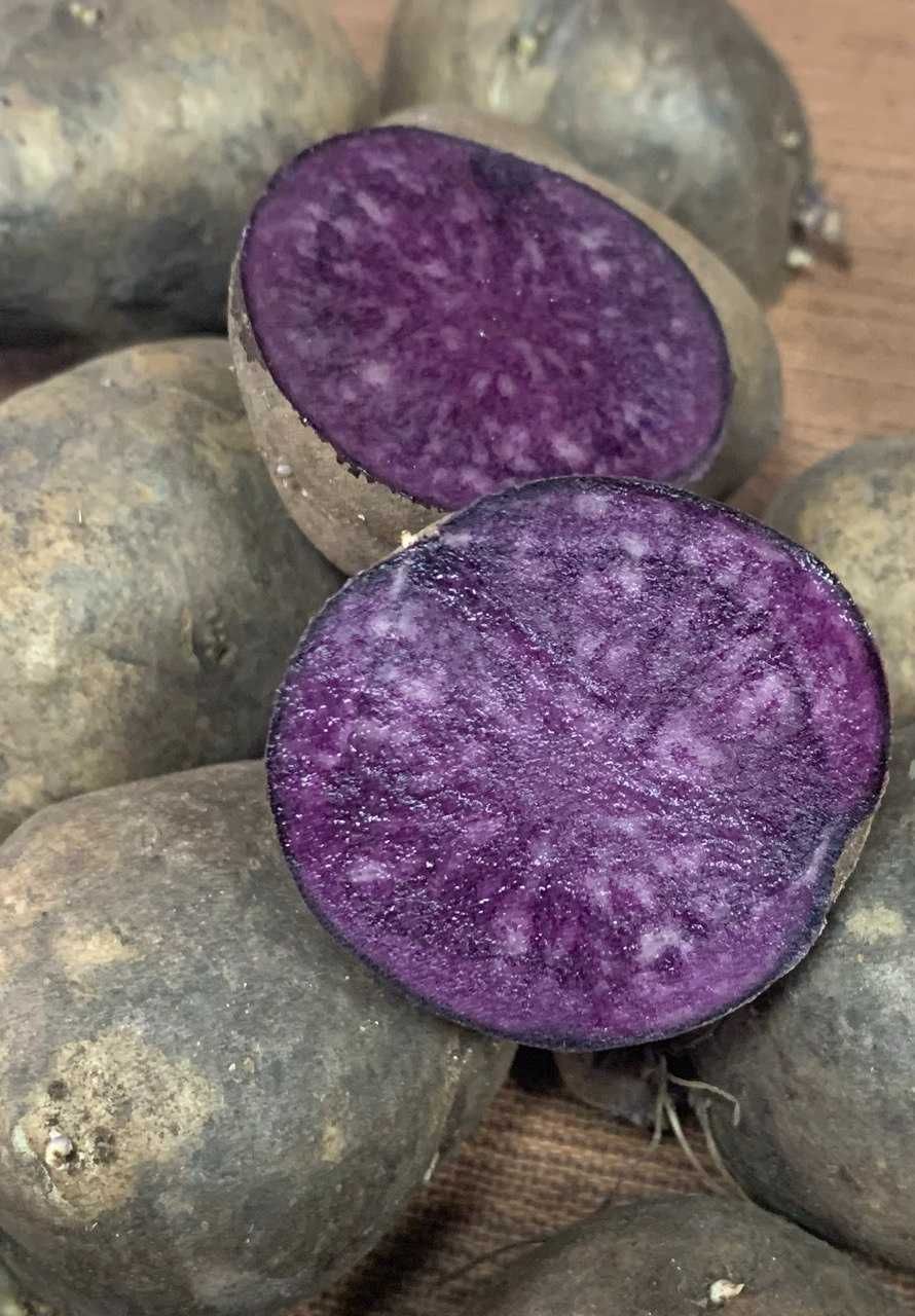 насіннева картошка "Солоха", рання з фіолетовою м'якоттю