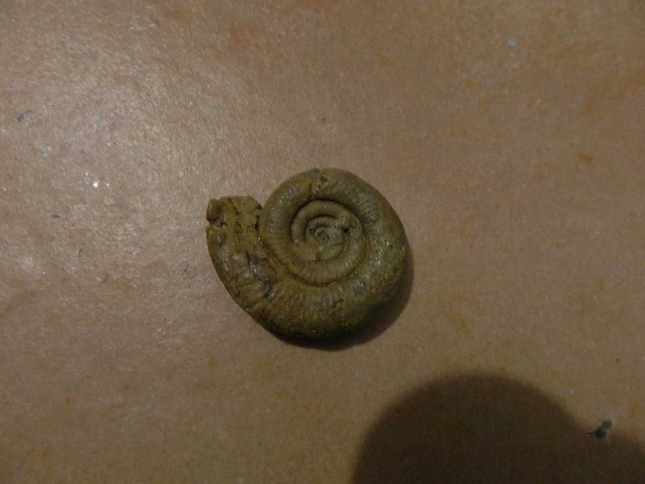 amonit niewiadomego pochodzenia stan jak na zdjęciu polecam