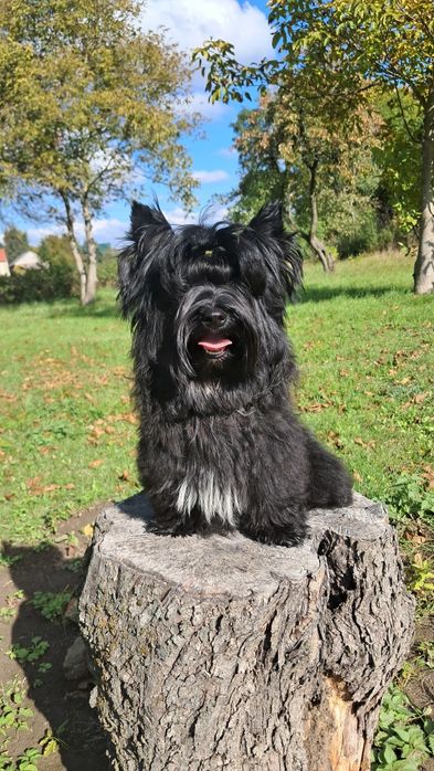 York czarny piesek