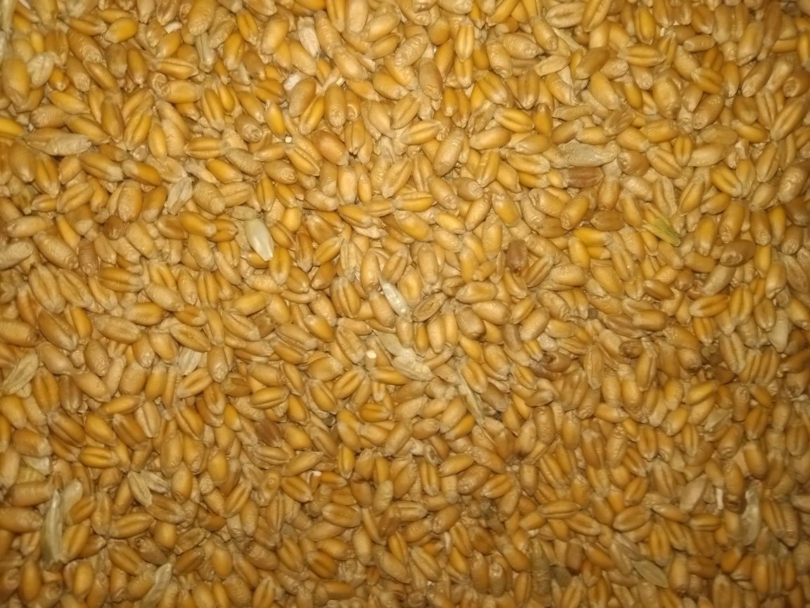 Пшениця озима, ячмінь ярий