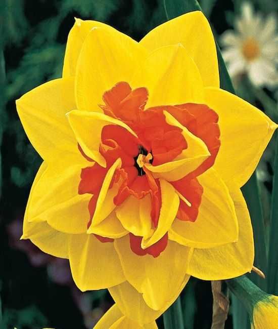 Narcyz żonkil pełny Tahiti 30 cebulek za 45 zł