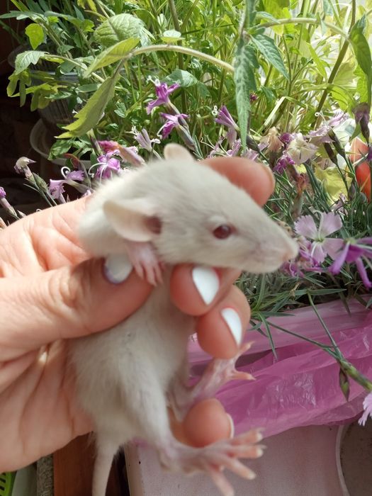 крыса маленькая ручная разные окрасы  крыска крысули