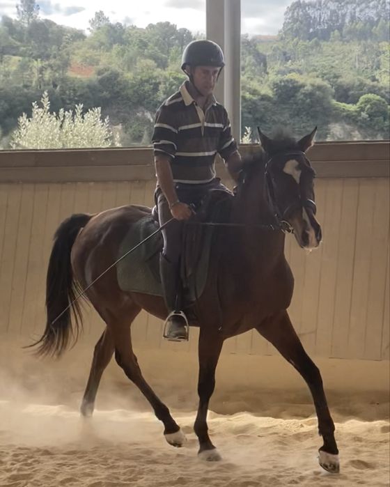 Egua, 4 anos e meio, 1.54 garrote, cruzado portugues e pura raca arabe