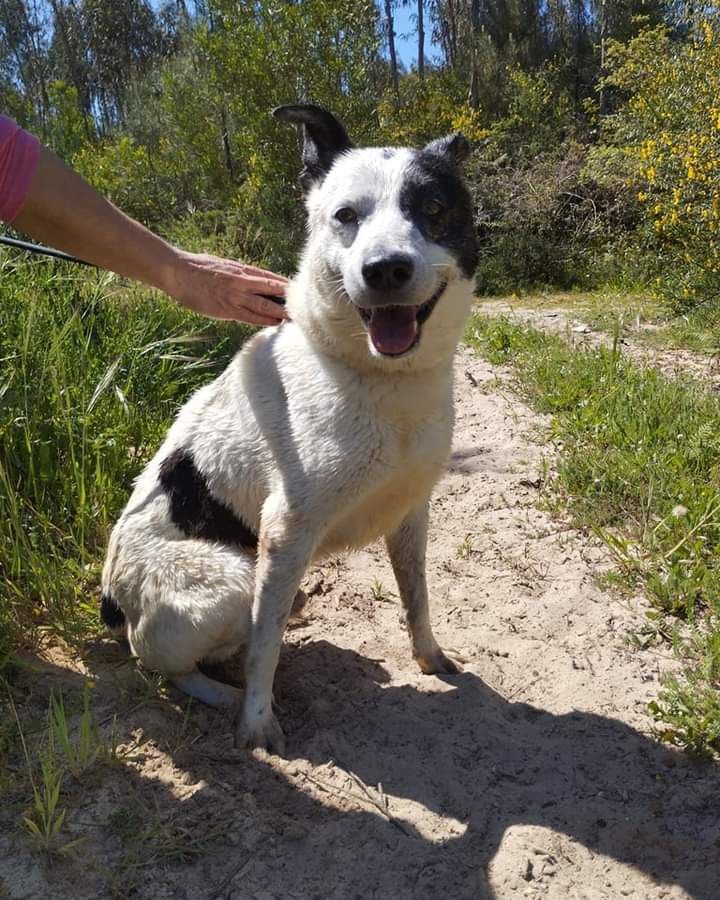 Atlas- cão de porte médio para adoção