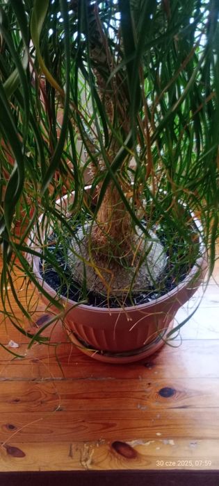 Nolina/ Stopa słonia: drzewko 2 metry