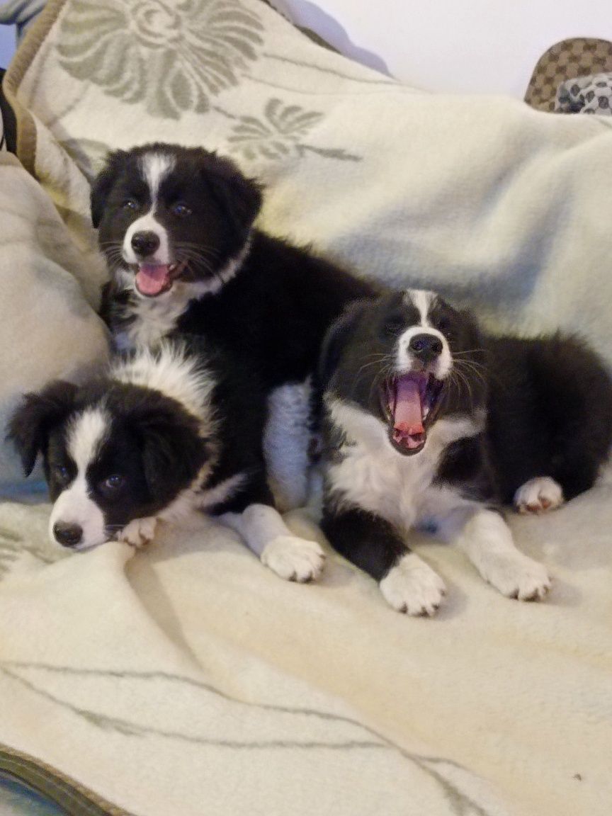 Pies Border collie
