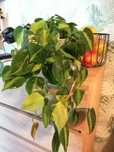 Śliczny filodendron micans, scandens i brazil.